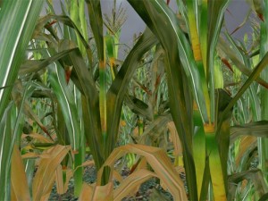 corn 3D 모델
