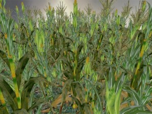 corn 3D 모델