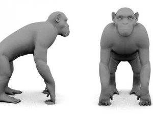 chimpanz&eacute; Modelo 3D