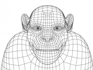 chimpanzee 3D Model