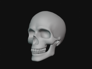 human skull Modèle 3D