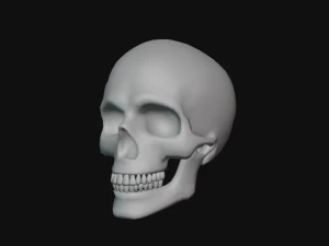 tengkorak manusia Model 3D