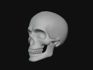 tengkorak manusia Model 3D
