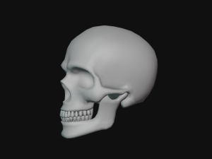 human skull Modèle 3D