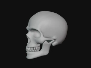 tengkorak manusia Model 3D