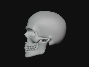 human skull Modèle 3D