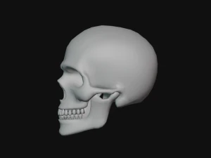 tengkorak manusia Model 3D