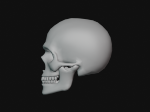 human skull Modèle 3D