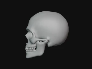 tengkorak manusia Model 3D