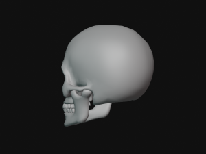 human skull Modèle 3D