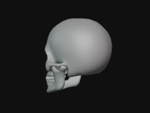 tengkorak manusia Model 3D