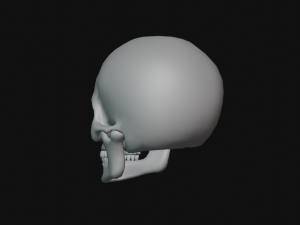 human skull Modèle 3D