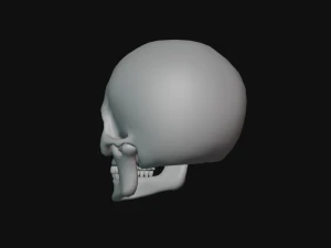tengkorak manusia Model 3D