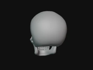 tengkorak manusia Model 3D