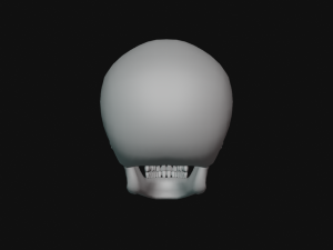 human skull Modèle 3D