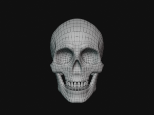 human skull Modèle 3D
