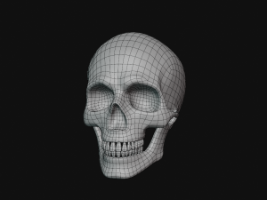 human skull Modèle 3D