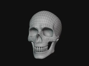 tengkorak manusia Model 3D