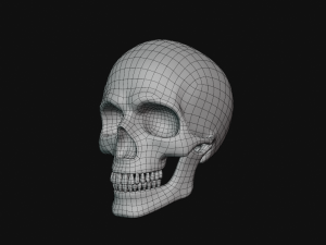 human skull Modèle 3D