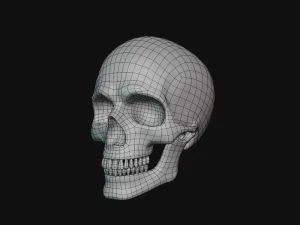 tengkorak manusia Model 3D