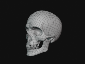 human skull Modèle 3D