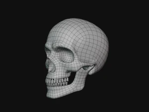 tengkorak manusia Model 3D