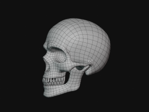 human skull Modèle 3D