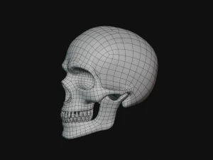 tengkorak manusia Model 3D