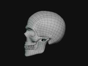 human skull Modèle 3D