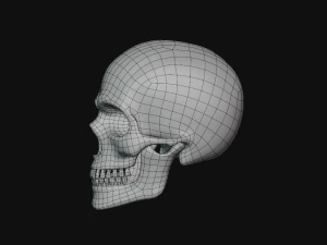 tengkorak manusia Model 3D