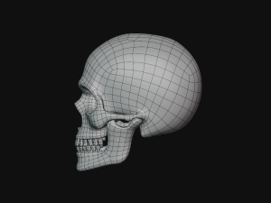 human skull Modèle 3D