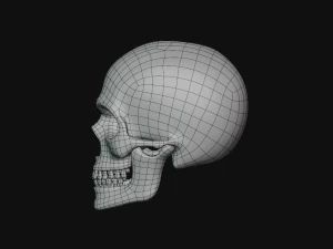 tengkorak manusia Model 3D