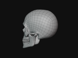 human skull Modèle 3D