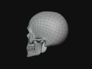 tengkorak manusia Model 3D