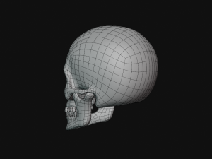 human skull Modèle 3D