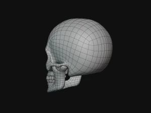 tengkorak manusia Model 3D