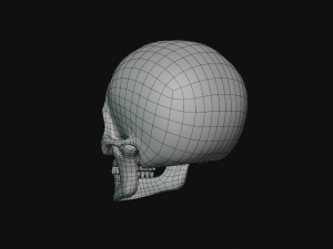 human skull Modèle 3D