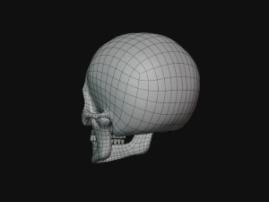 tengkorak manusia Model 3D