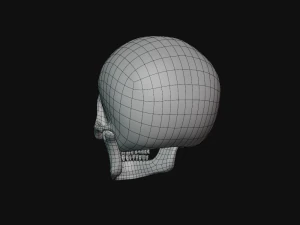 tengkorak manusia Model 3D