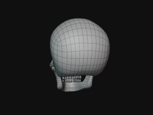 human skull Modèle 3D