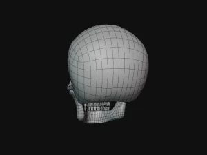 tengkorak manusia Model 3D
