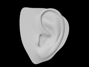 耳朵 3D 模型