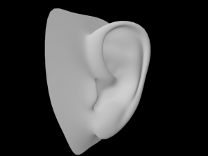 ear 3D Model