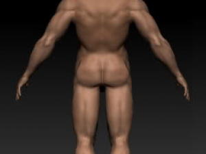 anatomy version 3D 模型
