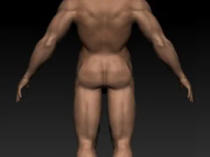 anatomy version 3D Model