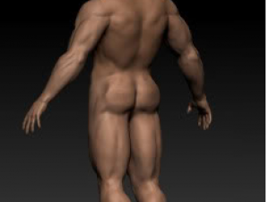 anatomy version 3D 模型