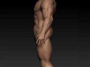 anatomy version 3D 模型
