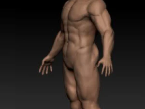 anatomy version 3D Model