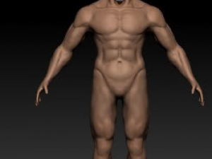 anatomy version 3D 模型