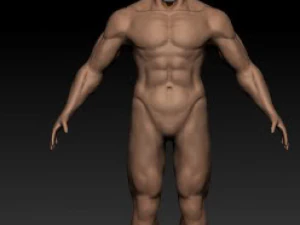 anatomy version 3D Model